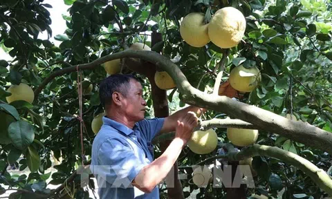 Mỹ chấp nhận mở cửa thị trường cho trái bưởi Việt Nam