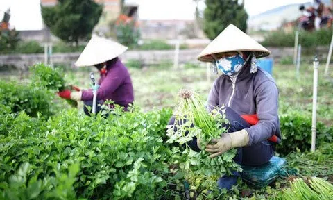 Lâm Đồng: Cung ứng hơn 850 nghìn tấn rau củ cho thị trường Tết