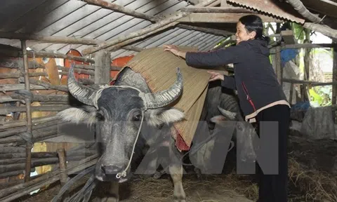 Lai Châu: Bảo vệ an toàn đàn gia súc trong thời tiết lạnh giá