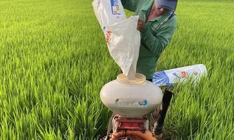 Phân bón Cà Mau chủ động nguồn cung cho vụ Đông Xuân 2022
