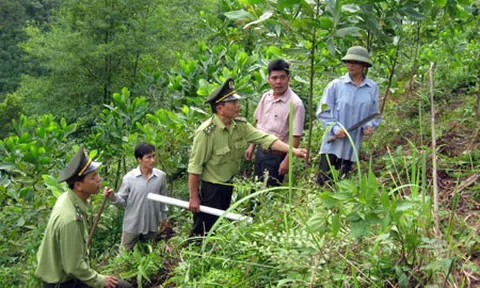 Yên Bái: Tạo nguồn tài chính bền vững cho bảo vệ, phát triển rừng