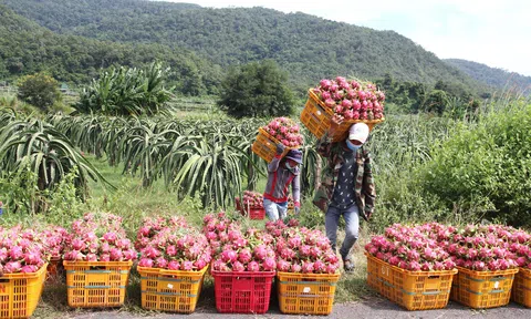 Tiền Giang: Nhà vườn trồng thanh long "lao đao" vì thương lái không mua