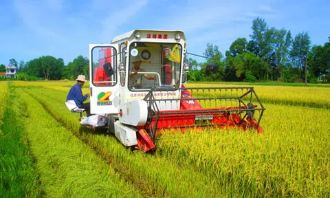 Sản lượng lúa cả nước năm 2021 tăng 1,1 triệu tấn