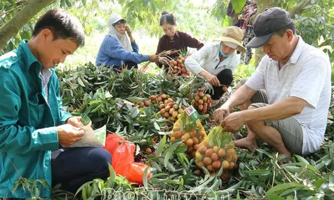 Hợp tác xã kiểu mới bắt nhịp thị trường số gia tăng xuất khẩu
