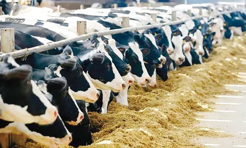 Hà Lan: Người chăn nuôi gia súc đang phải đối mặt với những lựa chọn khó khăn