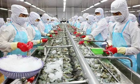 Tôm vẫn là “át chủ bài” của xuất khẩu thủy sản những năm tới