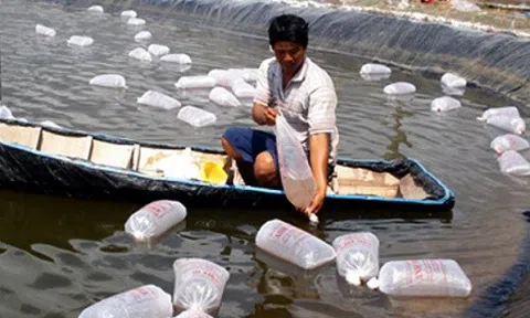 Bến Tre: Khuyến cáo khung lịch mùa vụ thả giống tôm nước lợ 2022