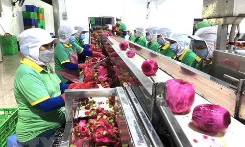 Đồng Nai ra quân xuất khẩu lô hàng trái cây chế biến đầu tiên năm 2022