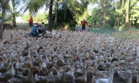 Đồng Tháp: Phát triển ngành hàng vịt trong tái cơ cấu nông nghiệp