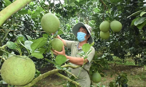 Bà Rịa-Vũng Tàu giảm mạnh diện tích trồng trái cây phục vụ Tết