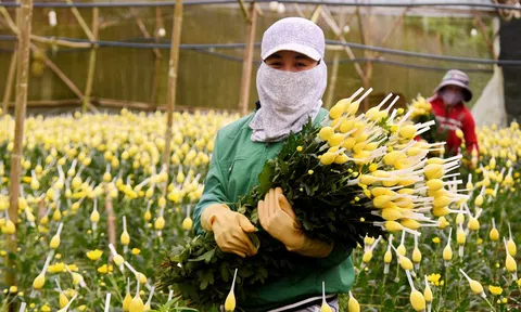 Lâm Đồng:  Gần 1,4 tỷ cành hoa cho thị trường Tết Nguyên đán