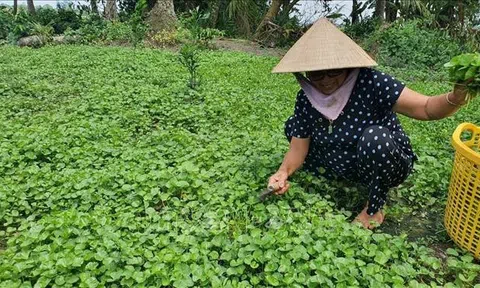 Nông dân Bạc Liêu lãi cao do rau màu được giá