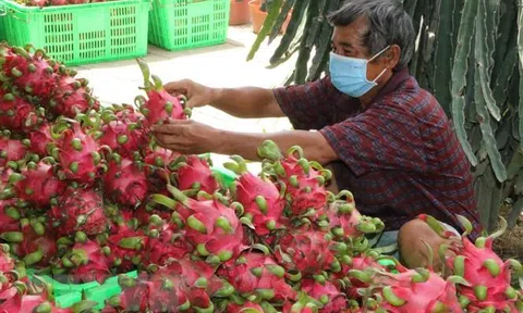 Tìm các giải pháp tiêu thụ trái thanh long