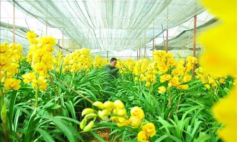 70% hoa địa lan tại Đà Lạt nở sớm khiến nông dân lo lắng