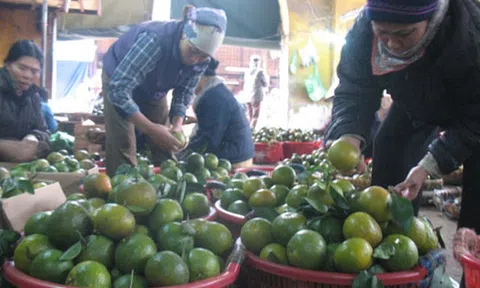Gỡ nút thắt tiêu thụ cho cam Hà Giang