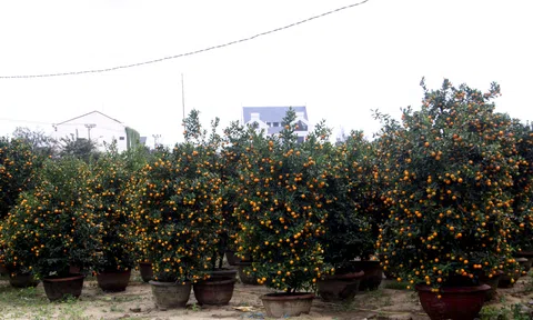 Quảng Nam: Làng quất Bàu Ốc kỳ vọng thu 16 tỷ đồng từ vụ Tết