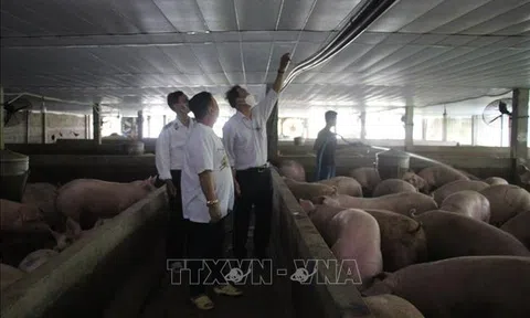 Hậu Giang: Mở đợt cao điểm kiểm tra, kiểm dịch động vật dịp Tết