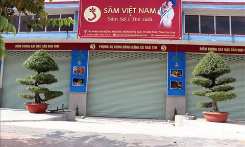 Kon Tum vào cuộc tìm diện tích sâm Ngọc Linh của Công ty sâm Việt Nam