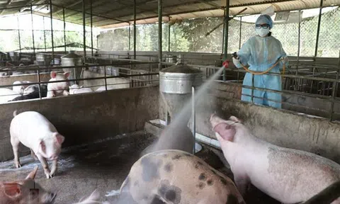 Ngăn chặn nguy cơ dịch tả lợn châu Phi lây lan