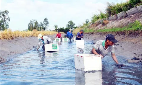 Cà Mau: Người nuôi tôm càng xanh rộn ràng mùa thu hoạch