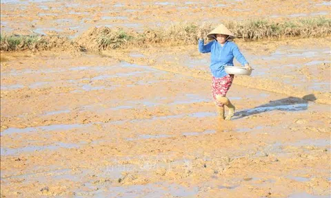 Trên 16% diện tích gieo cấy vụ Đông Xuân đã có nước