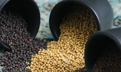 Bỉ chưa quá lo ngại về tình trạng thiếu nguồn cung hạt mù tạt ở châu Âu