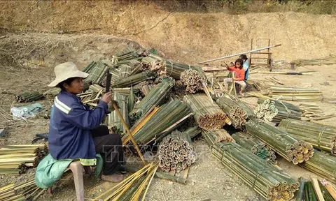 Thanh Hoá: Người trồng luồng, vầu tại Thanh Hoá khó khăn khi giá xuống thấp