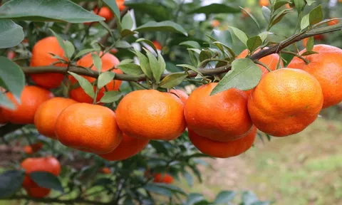 Sơn La: Xây dựng thương hiệu từ chất lượng sản phẩm