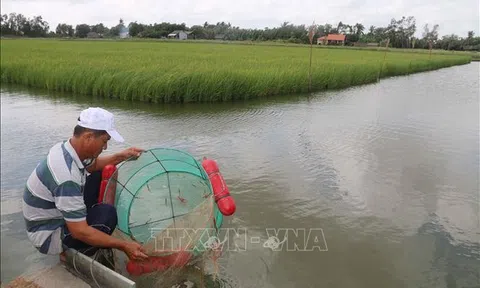 Nuôi tôm thâm canh mật độ cao cho lãi 400 triệu đồng/ha/vụ