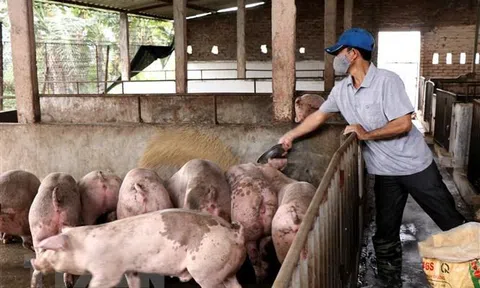 Thanh Hóa công bố hết dịch tả lợn châu Phi