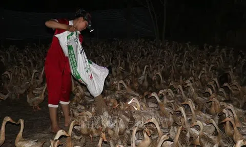 Đồng Tháp: Thu lãi cao từ nuôi vịt lấy trứng