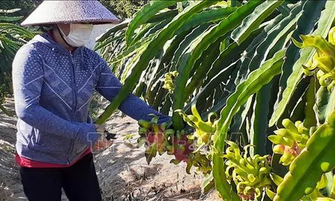 Bà Rịa-Vũng Tàu: Gắn kết sản xuất, chế biến nông sản với thị trường tiêu thụ