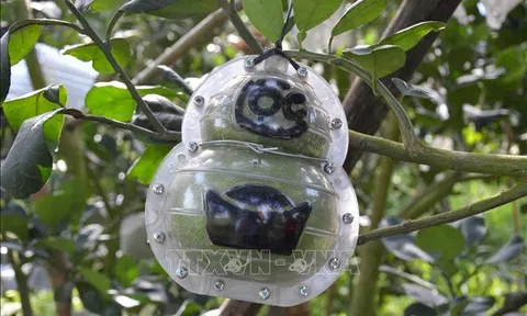 Đồng Tháp: Bưởi tạo hình, khắc chữ giá cao nhưng vẫn hút hàng