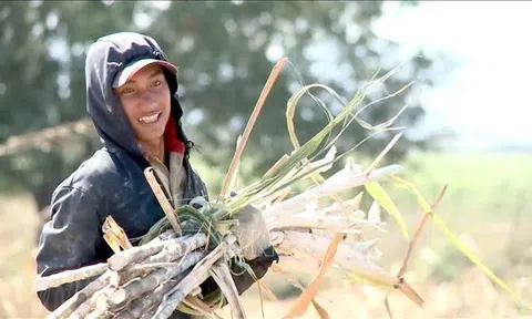 Gia Lai: "Biến" đất sỏi đá thành mật ngọt