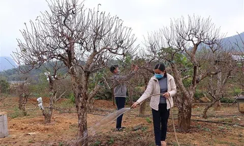 Hoà Bình: Giữ gìn giống đào bản địa nơi vùng cao