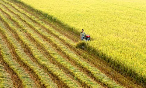 Trà Vinh: Phát triển vùng nguyên liệu an toàn phục vụ cho xuất khẩu