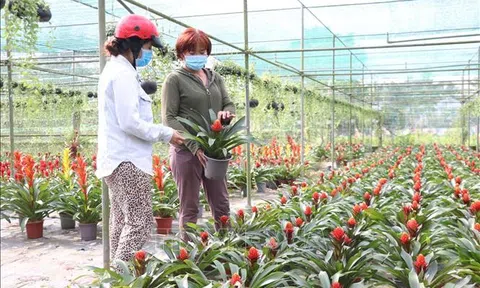 Bến Tre: Hoa, cây cảnh phục vụ Tết hút hàng