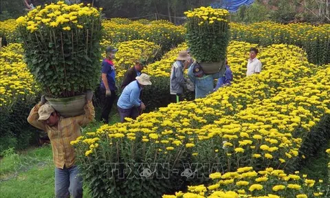 Rộn ràng làng hoa cúc chậu ở xứ rau Lâm Đồng