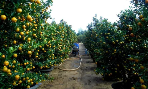 Nam Định: Người trồng quất với nỗi lo thất thu vì tiêu thụ chậm