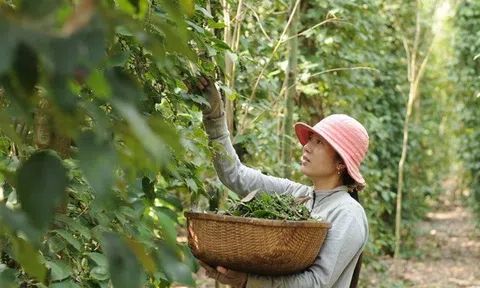 Tp. Hồ Chí Minh: Xuất khẩu hồ tiêu dần khôi phục lại vị thế