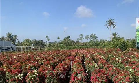 Bến Tre: Sắc xuân nơi vương quốc hoa giấy Phú Sơn