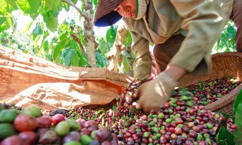 Trung Mỹ và châu Á tăng cường xuất khẩu cà phê