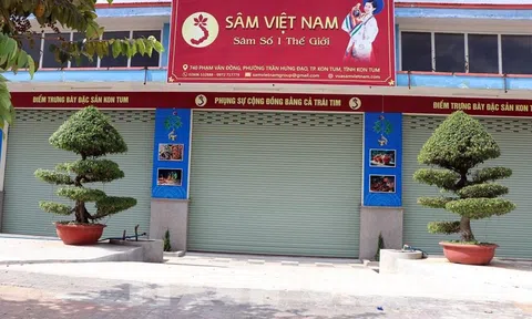 Kon Tum: Công ty sâm Việt Nam trồng sâm trên giấy: “Né” kiểm tra