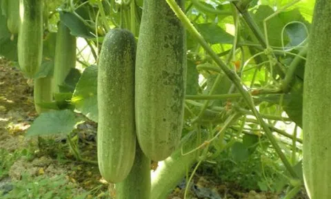 Thanh Hoá: Vựa dưa chuột Hà Lĩnh cho thu nhập cao những ngày giáp Tết