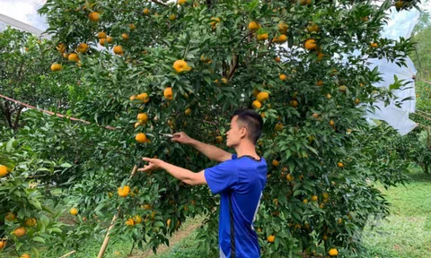 Thanh Hoá: Người dân vùng cao tăng thu nhập từ sản phẩm quýt bản địa