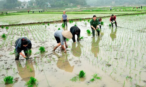 Trên 42% diện tích đã có nước cho vụ Đông Xuân 2021-2022