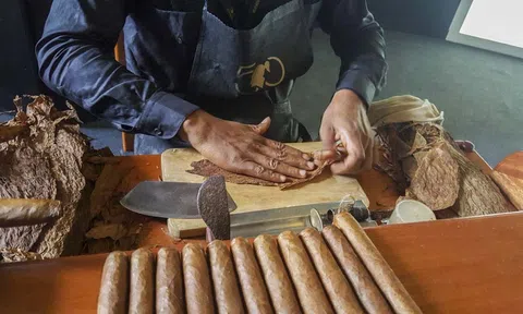 Dịch COVID-19 ảnh hưởng đến nguồn cung xì gà Havana cho châu Âu