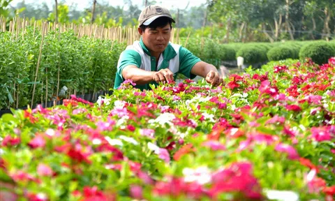 Làng hoa cảnh Sa Đéc: Nhiều loại hoa mới, lạ phục vụ thị trường Tết