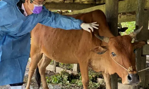 Bình Định: Sớm xử lý kịp thời bệnh viêm da nổi cục cho đàn trâu, bò