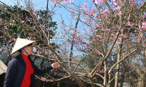 Thị trường ảm đạm, người trồng đào Sơn La lo lắng